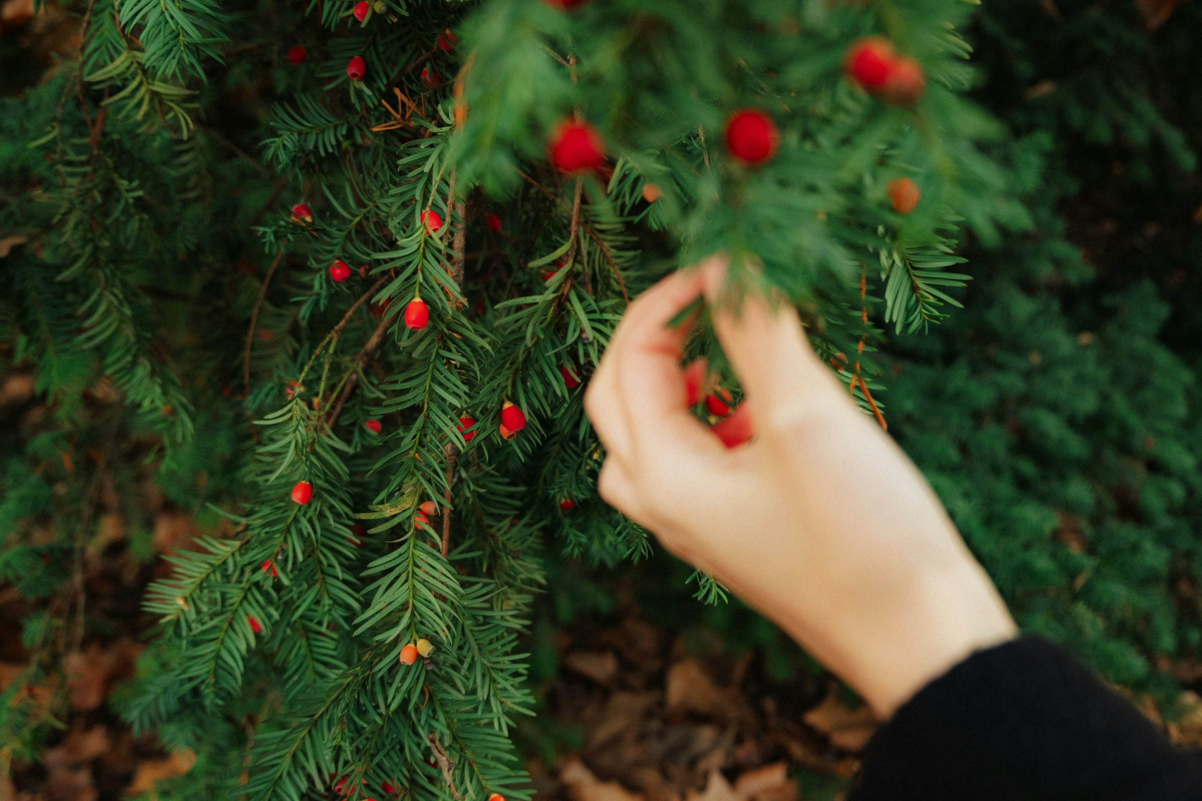 Christmas Tannenbaum mit Hand